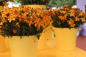 Bidens 'Bee Alive' (Ball FloraPlant)