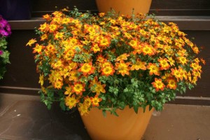 Danziger 2016 New Variety Introductions