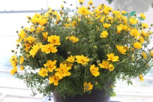 Bidens Giant Sun Louis
