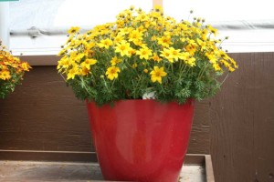 Danziger 2016 New Variety Introductions