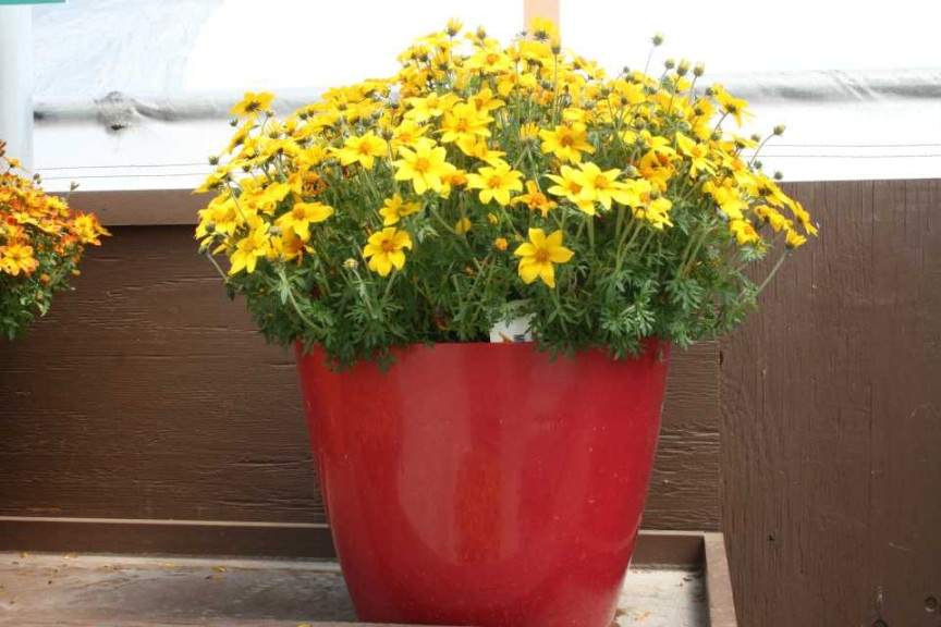 Danziger 2016 New Variety Introductions