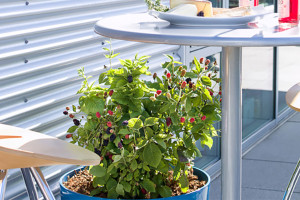 Blackberry ‘BrazelBerries Baby Cakes’ (Fall Creek Farm & Nursery at GroLink, Oxnard, CA)