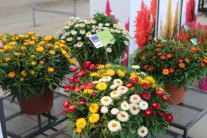 Bracteantha Cottage Mix 2