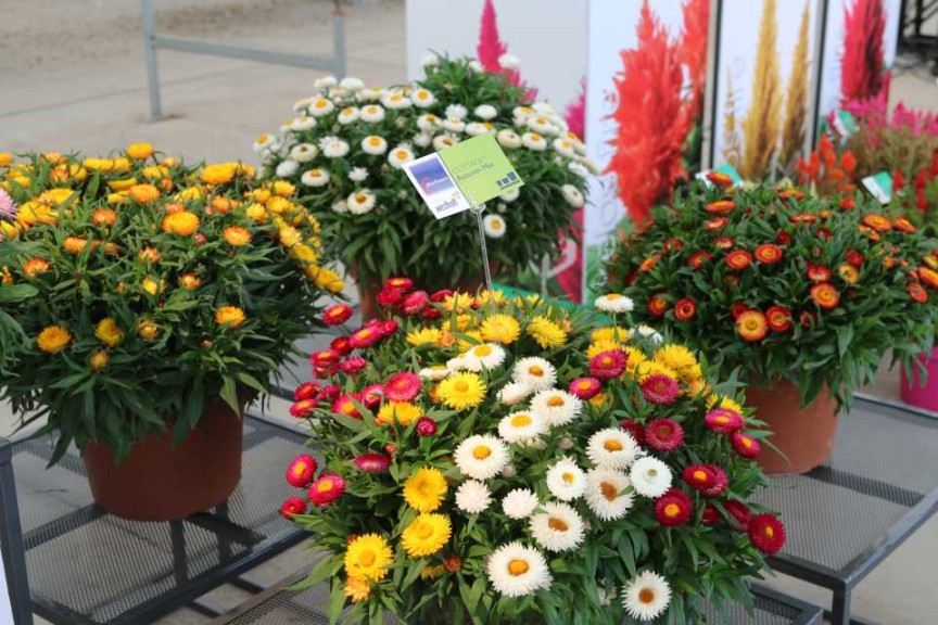 Bracteantha Cottage Mix 2