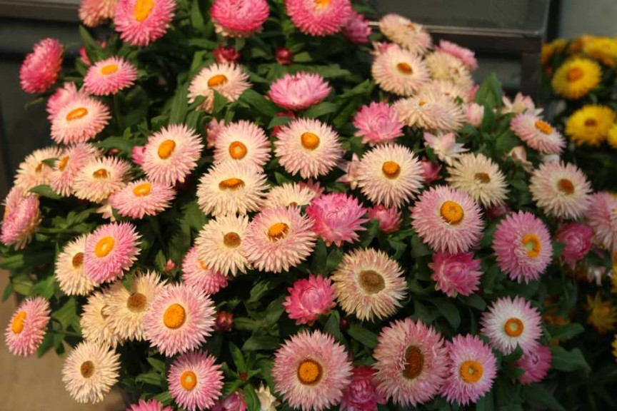 Bracteantha Cottage Mix