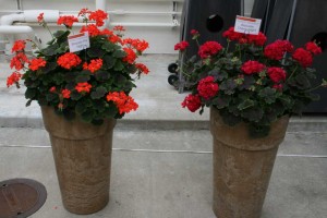 Brocade Geraniums