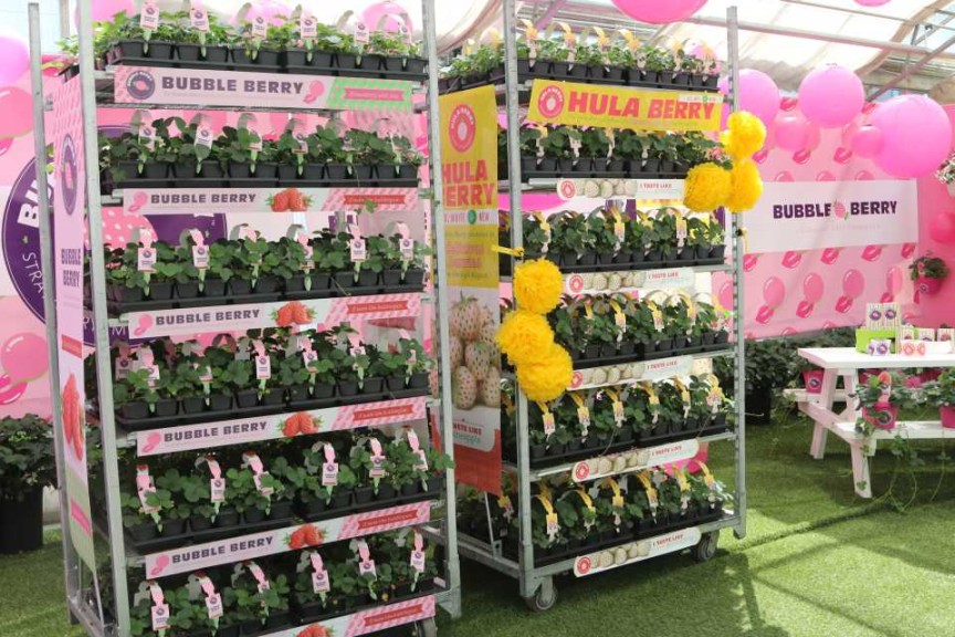 Bubbleberry and Hulaberry