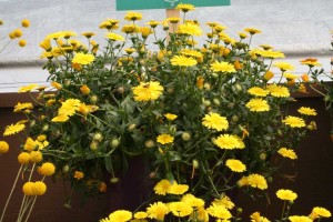 Danziger 2016 New Variety Introductions