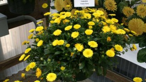 Kientzler Broadens Its North American Product Offerings