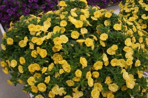 Calibracha Caloha Double