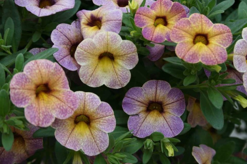 Calibrachoa Chameleon Blueberry Scone