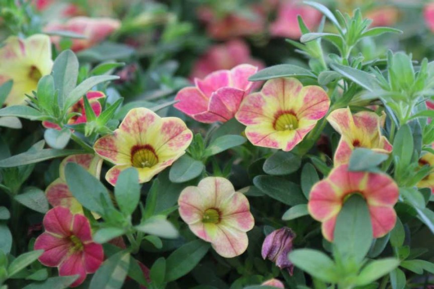 Calibrachoa Chameleon Sunshine Berry