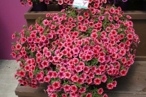Calibrachoa Colibri (Danziger “Dan” Flower Farm)