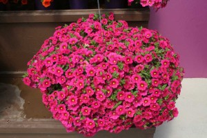 Danziger 2016 New Variety Introductions