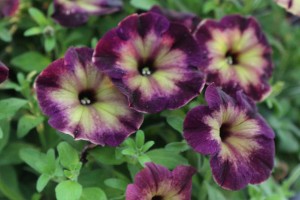 Calibrachoa Crazytunia Moonstruck