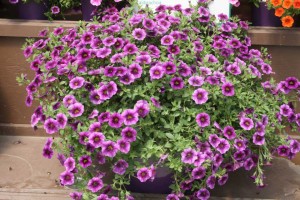 Danziger 2016 New Variety Introductions