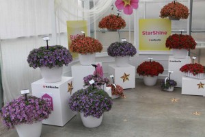 Calibrachoa 'StarShine' (Selecta)