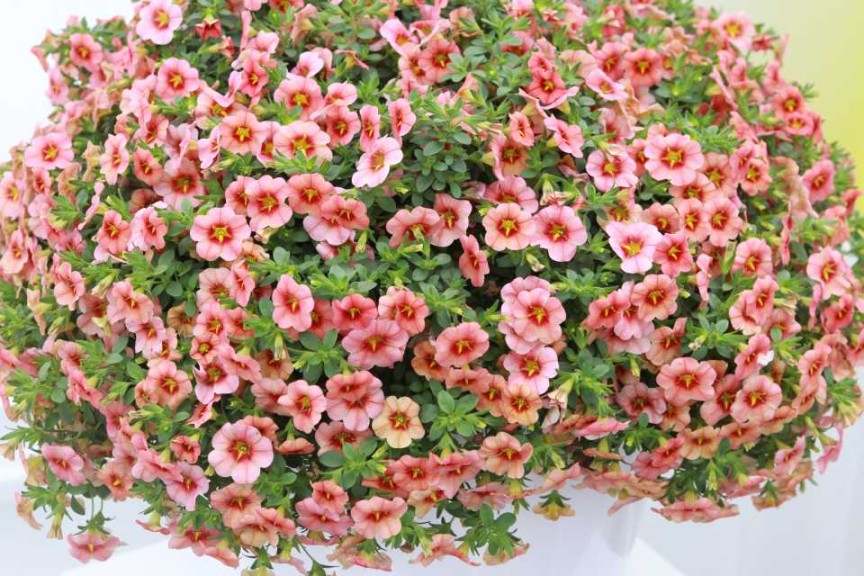 Calibrachoa StarShine Series (Selecta)