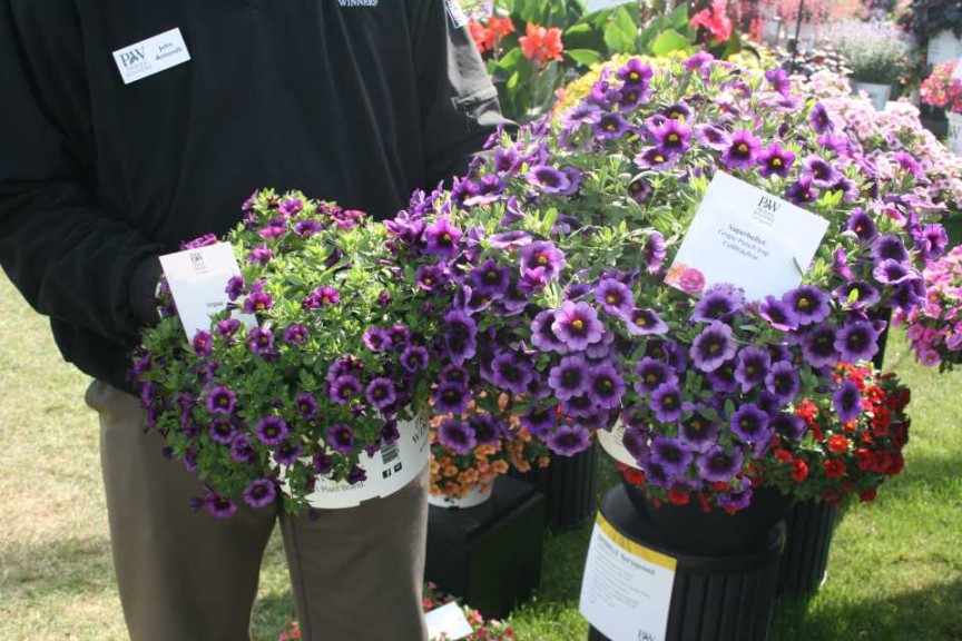 Calibrachoa Superbells Grape Punch Original (left) vs Improved (right)