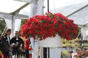 Calibrachoa Superbells Red