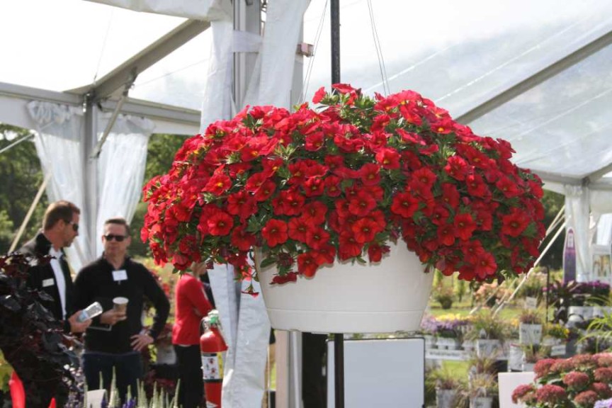 Calibrachoa Superbells Red