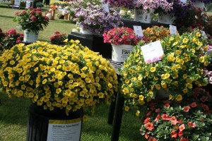 Calibrachoa Superbells Yellow Improved versus original on right