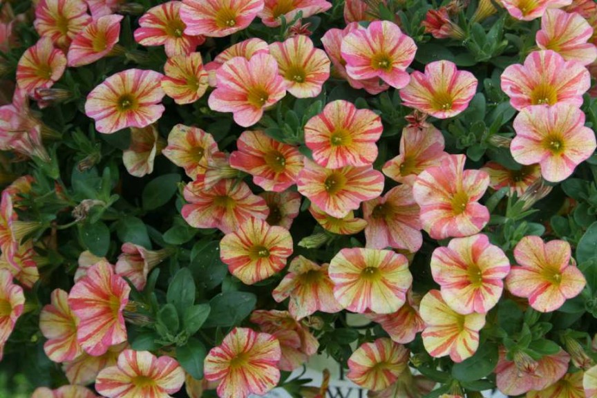 Calibrachoa Superblls Tropical Sunrise