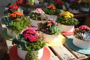 Calindiva Antiqua Flowers Combos