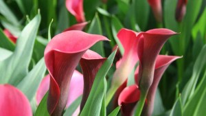 Dümmen Orange Enters Calla Market With Acquisition of Golden State Bulb Growers Portfolio