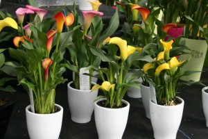 Callafornia Minis At Golden State Bulb