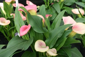 Callafornia Peach Pazazz