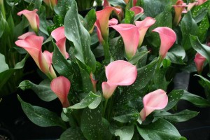 Callafornia Peppermint Twist