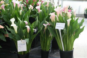 Callafornia Strawberry Blush