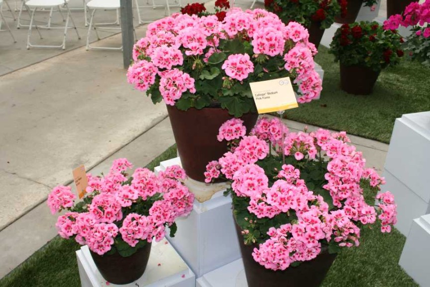 Calliope Medium Series (Syngenta)