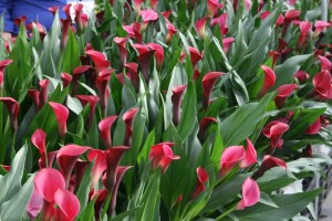 CalllaFornia Red Produced as Cut Flowers