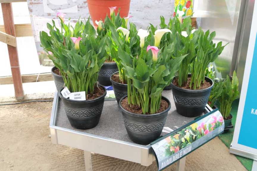 Captain Romance Callas (Kapiteyn)