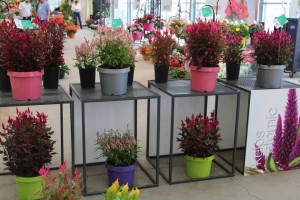 Celosia Kelos Atomic Series