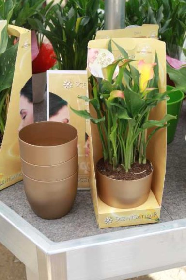 Chanel No. 5 Pots (Kapiteyn)