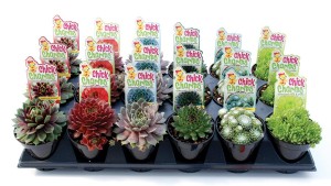 Kelly Norris: Why The Plant Collector Market Is Set To Explode, And What It Means For You