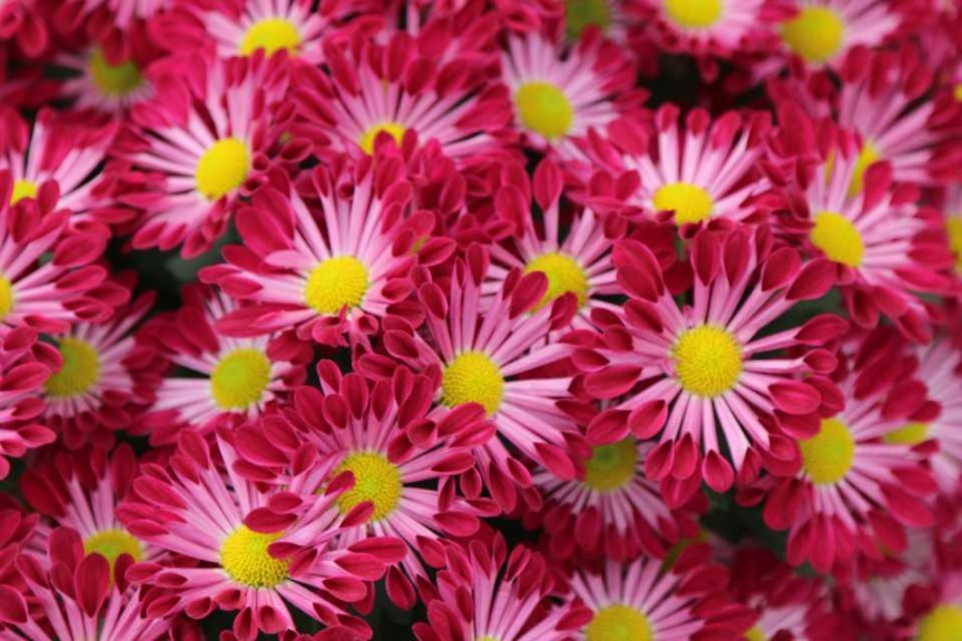 Chyrsanthemum 'Fairbanks Purple Spoon'