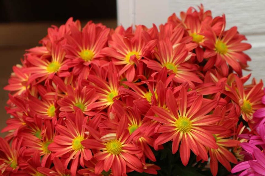Chyrsanthemum Milton Orange Bicolor