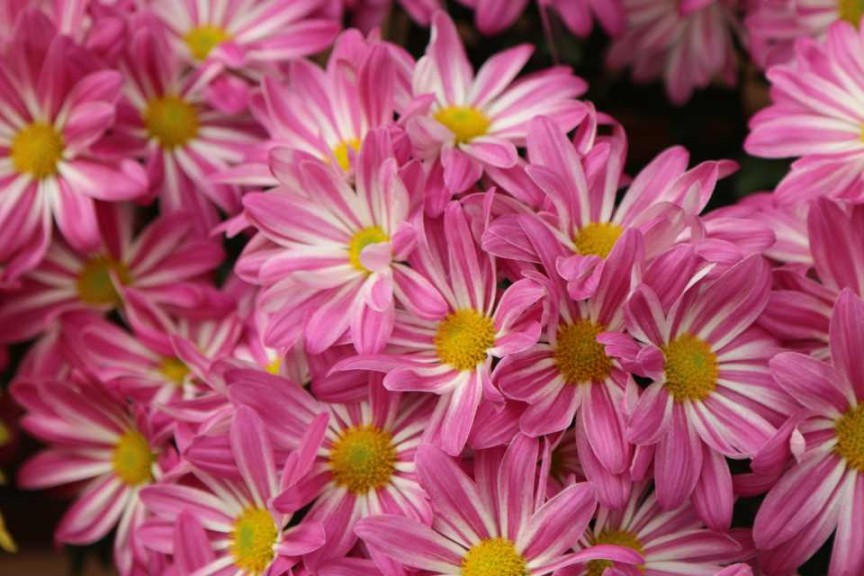 Chyrsanthumum Pink Bicolor