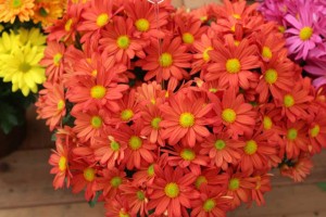 Chysanthemum Milton Orange