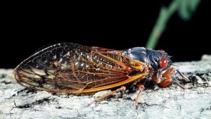 Cicadas Set To Emerge In Several Eastern States This Spring