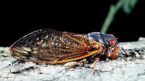 Cicadas Set To Emerge In Several Eastern States This Spring