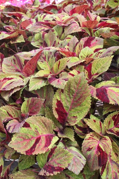 Coleus 'Mighty Mosaic' from PanAmerican Seed (Oklahoma State University Field Trials)