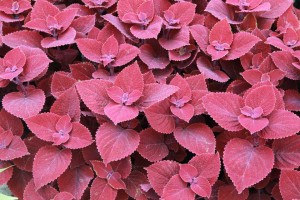 Coleus 'Ruby Slipper' (Ball FloraPlant)
