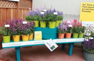 Color blocking at Darwin Perennials