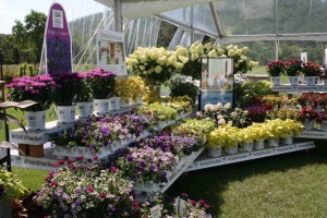 Colorblocking Display At Proven Winners