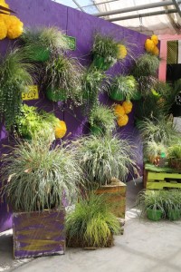 Colorful backdrop for grasses at Pacific Plug & Liner